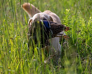 20170716-WCL-0034.jpg