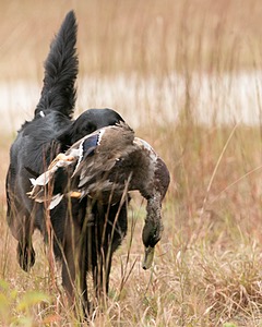 Onyx