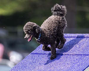 Fly Kearney