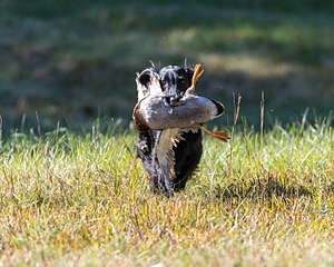 Dolly Partridge