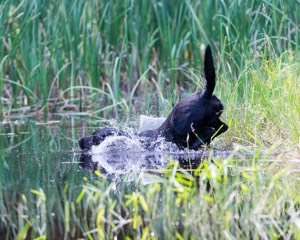 Bentley parchment