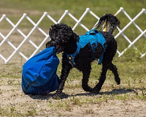 Fenwick Kutner