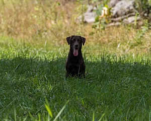 Hershey Mizak