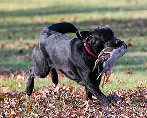 Caper
