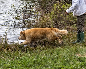 Ranger Wisniewski