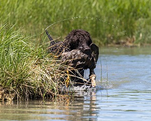 Ghillie