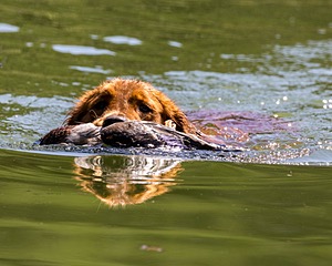 Clio Tinker
