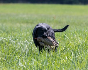 Buster Lobley