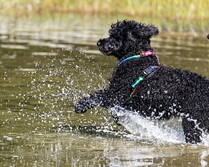 Gabi Robinson
