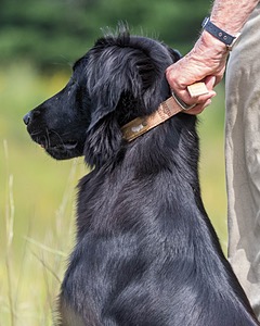 Ziva Millikin