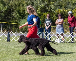 24 - POOLE'S IDE MODERN LOVE CGC (Remi)