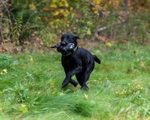 Watson