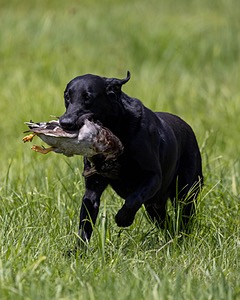 Cane Robichaud