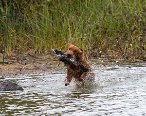 Tracker