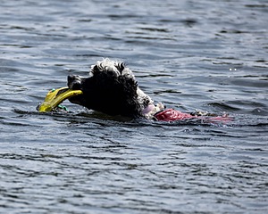 Sea Proulx