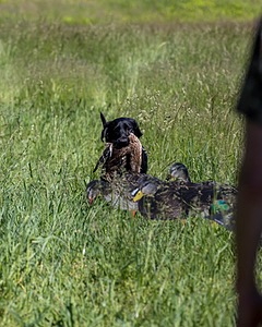 BEAR Krackow