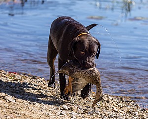 Rimfire's Spoonful of Sugar "Poppy"