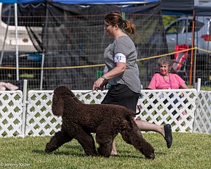 41 - GCH CH Brekkon's First Mark BN RN CGC TKN