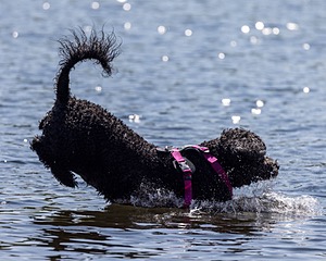 Tango Abbruzzese