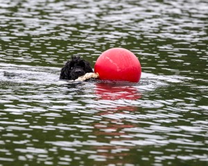 Boaty Bellicose