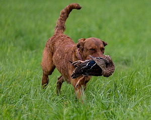 20170603-SHRL-0949.jpg