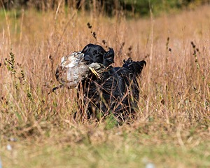 Ruger Bodine