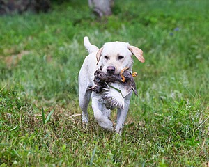 Goose