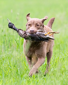 Hunter Law