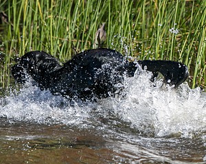 Splash