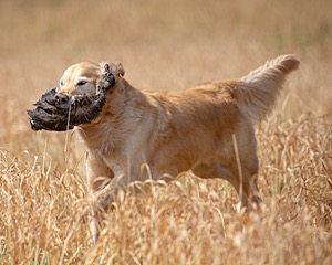 Boomer Hughes