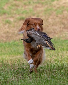 Ganser Baillargeon