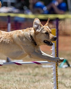 20160618-CCKC-1595.jpg
