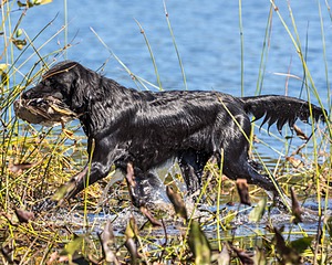 Ruger Bodine