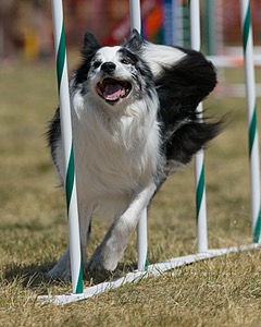 20150614-CCKC-1813.jpg