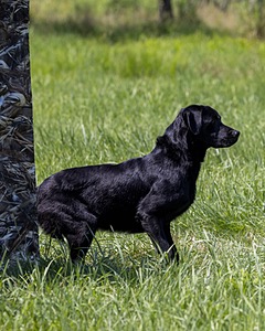 Duke Doyon