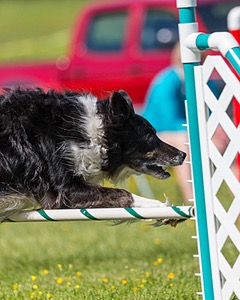 20170520-NEAT-2558.jpg