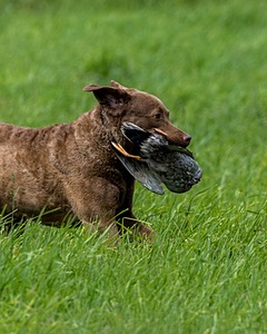 Hunter Law
