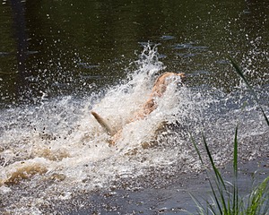 20130601-SHRW-0456.jpg