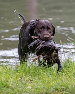 Tucker