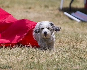 20150613-CCKC-0395.jpg