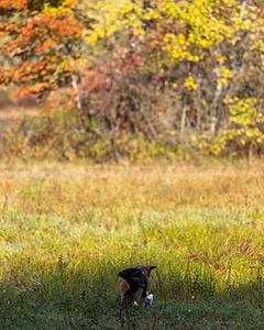 Merlot Quackenbush