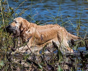 Ghillie Deresienska