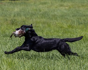 Duke Doyon