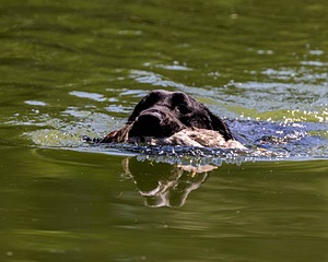 Otter Marro