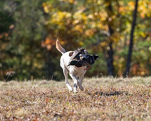 Scout Luongo