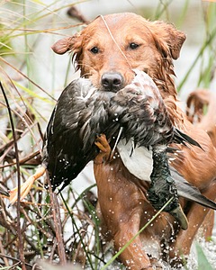 Buffy