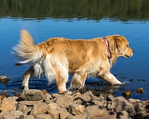 Koda Huss
