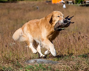 Opie McGee