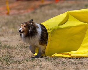 20160619-CCKC-1236.jpg