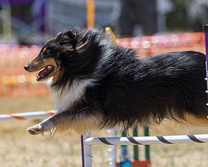 20160618-CCKC-1707.jpg